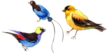 Gökyüzü bir yaban hayatı suluboya Style izole içinde cennet kuşları.