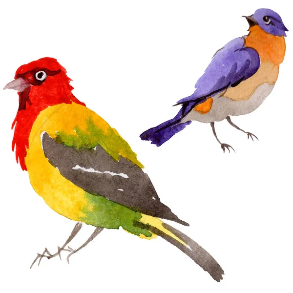 Sky vogels van het paradijs in een fauna door aquarel stijl geïsoleerd. — Stockfoto