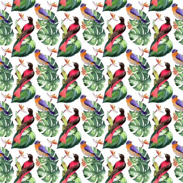 Sky birds of paradise  pattern in a wildlife by watercolor style. — Stock Photo, Image