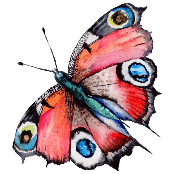 Exotic  butterfly wild insect in a watercolor style isolated. — Stock Photo, Image