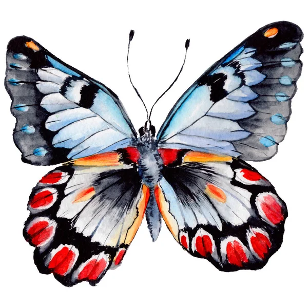 Egzotik kelebek vahşi böcek izole bir suluboya tarzında.