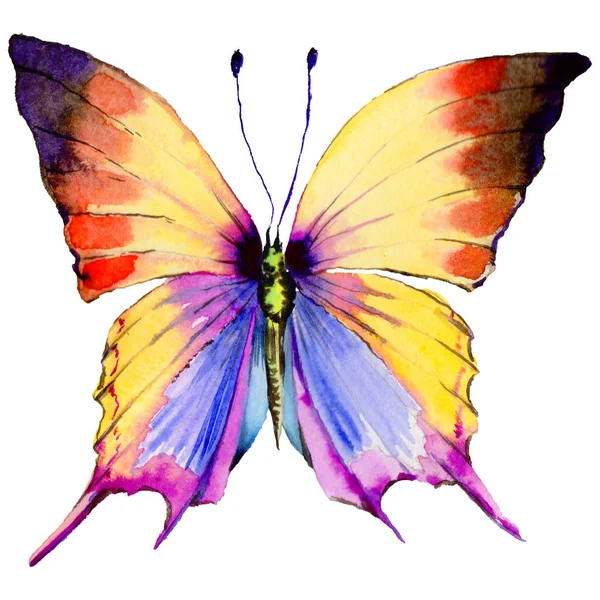 Exotic  butterfly wild insect in a watercolor style isolated. — Stock Photo, Image