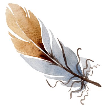 Suluboya kuş tüyü izole kanat üzerinden.