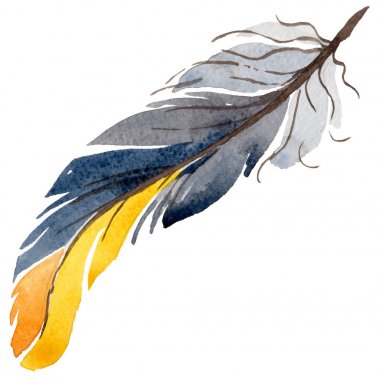 Suluboya kuş tüyü izole kanat üzerinden.