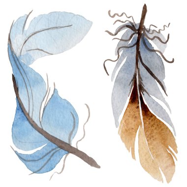 Suluboya kuş tüyü izole kanat üzerinden.