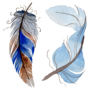 Suluboya kuş tüyü izole kanat üzerinden.