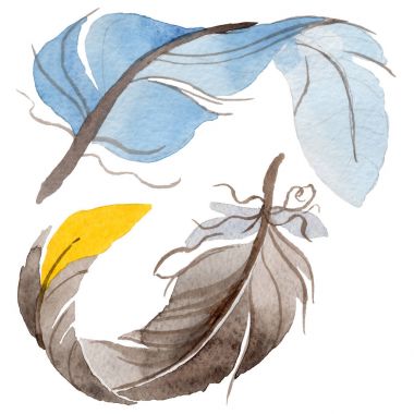 Suluboya kuş tüyü izole kanat üzerinden.