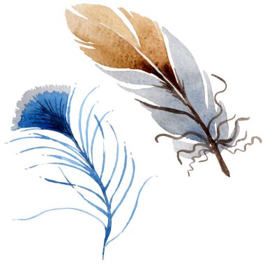 Suluboya kuş tüyü izole kanat üzerinden.