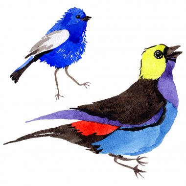 Gökyüzü bir yaban hayatı suluboya Style izole içinde cennet kuşları.