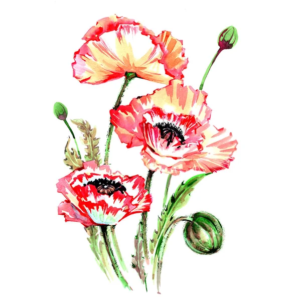 孤立的水彩风格的野花罂粟花朵. — 图库照片