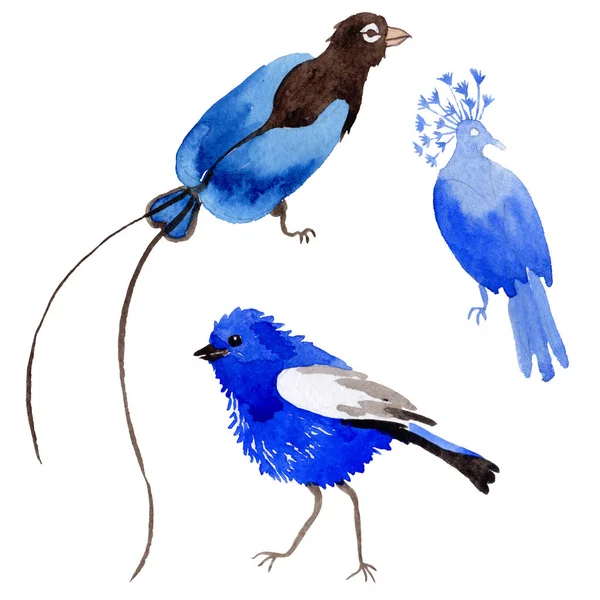 Sky paradisfåglar i ett djurliv av akvarell stil isolerade. — Stockfoto