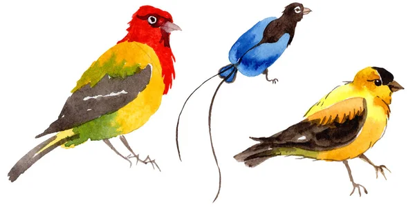 Sky madarak a paradicsom, a vadon élő állatok akvarell stílus elszigetelt. — Stock Fotó