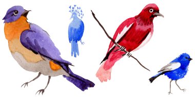 Gökyüzü bir yaban hayatı suluboya Style izole içinde cennet kuşları.