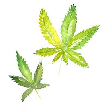 Kır çiçeği esrar çiçek izole bir suluboya tarzında.