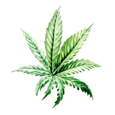 Kır çiçeği esrar çiçek izole bir suluboya tarzında.