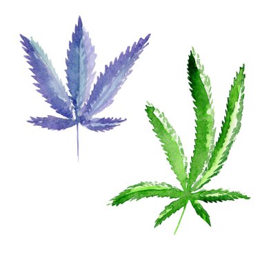 Kır çiçeği esrar çiçek izole bir suluboya tarzında.