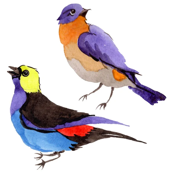 Sky vogels van het paradijs in een fauna door aquarel stijl geïsoleerd. — Stockfoto