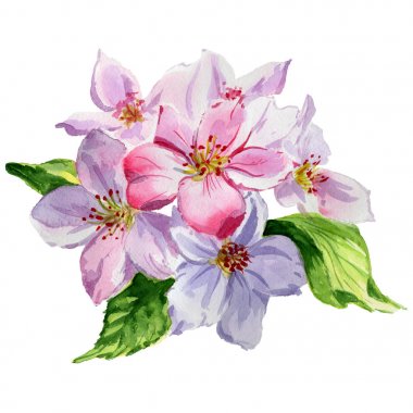 Kır çiçeği elma çiçek izole bir suluboya tarzında.