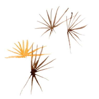 Kır çiçeği carnegiea çiçek izole bir suluboya tarzında.