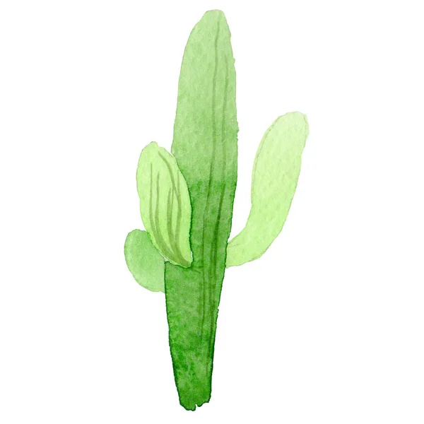 Αγριολούλουδα carnegiea λουλούδι σε στυλ υδροχρώματος απομονωμένες. — Φωτογραφία Αρχείου