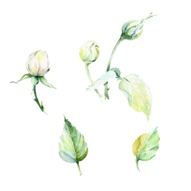 Kır çiçeği gül çiçek izole bir suluboya tarzında.