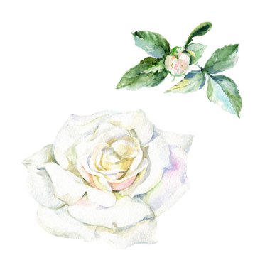 Kır çiçeği gül çiçek izole bir suluboya tarzında.