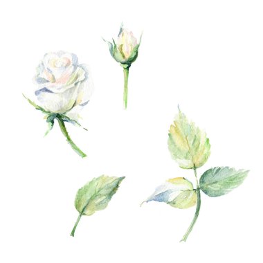 Kır çiçeği gül çiçek izole bir suluboya tarzında.