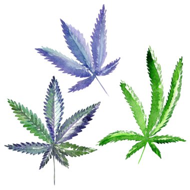 Kır çiçeği esrar çiçek izole bir suluboya tarzında.