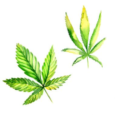 Kır çiçeği esrar çiçek izole bir suluboya tarzında.