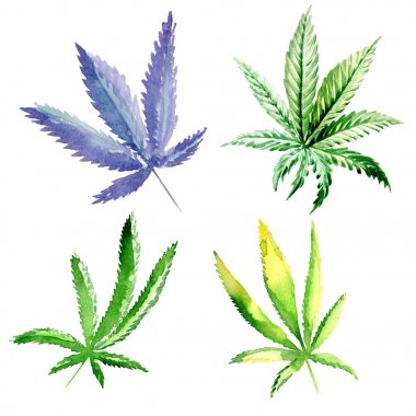 Kır çiçeği esrar çiçek izole bir suluboya tarzında.