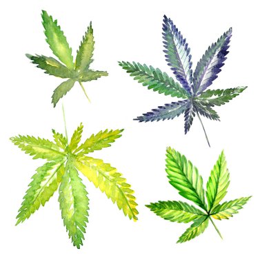 Kır çiçeği esrar çiçek izole bir suluboya tarzında.