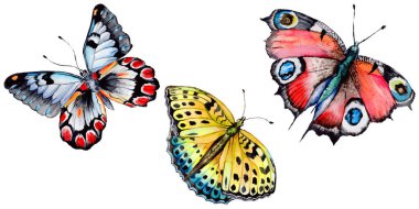 Egzotik kelebek vahşi böcek izole bir suluboya tarzında.