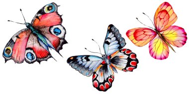 Egzotik kelebek vahşi böcek izole bir suluboya tarzında.