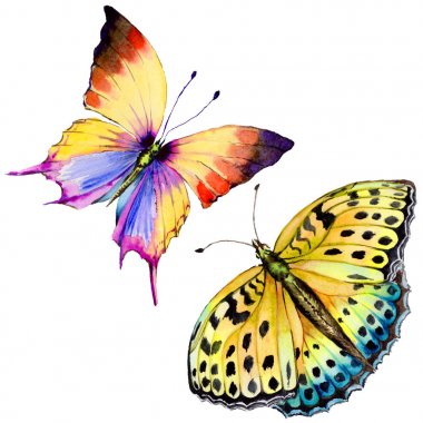 Egzotik kelebek vahşi böcek izole bir suluboya tarzında.