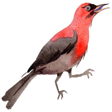 Gökyüzü bir yaban hayatı suluboya Style izole içinde cennet kuşları.