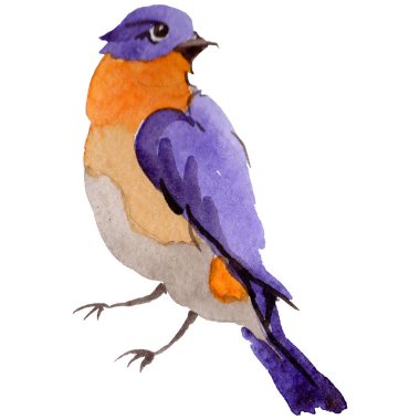 Gökyüzü bir yaban hayatı suluboya Style izole içinde cennet kuşları.