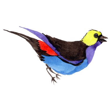 Gökyüzü bir yaban hayatı suluboya Style izole içinde cennet kuşları.