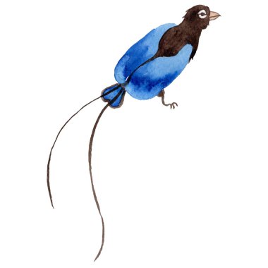 Gökyüzü bir yaban hayatı suluboya Style izole içinde cennet kuşları.