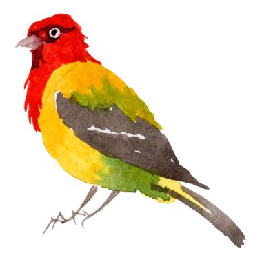 Gökyüzü bir yaban hayatı suluboya Style izole içinde cennet kuşları.