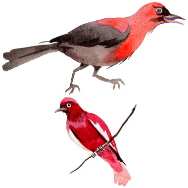 Gökyüzü bir yaban hayatı suluboya Style izole içinde cennet kuşları.