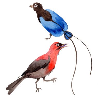 Gökyüzü bir yaban hayatı suluboya Style izole içinde cennet kuşları.