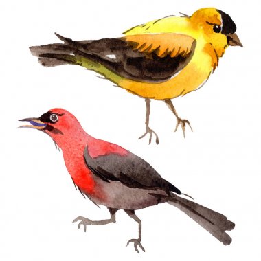 Gökyüzü bir yaban hayatı suluboya Style izole içinde cennet kuşları.