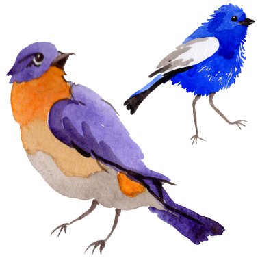 Gökyüzü bir yaban hayatı suluboya Style izole içinde cennet kuşları.