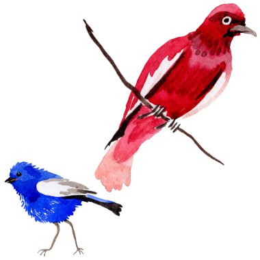 Gökyüzü bir yaban hayatı suluboya Style izole içinde cennet kuşları.