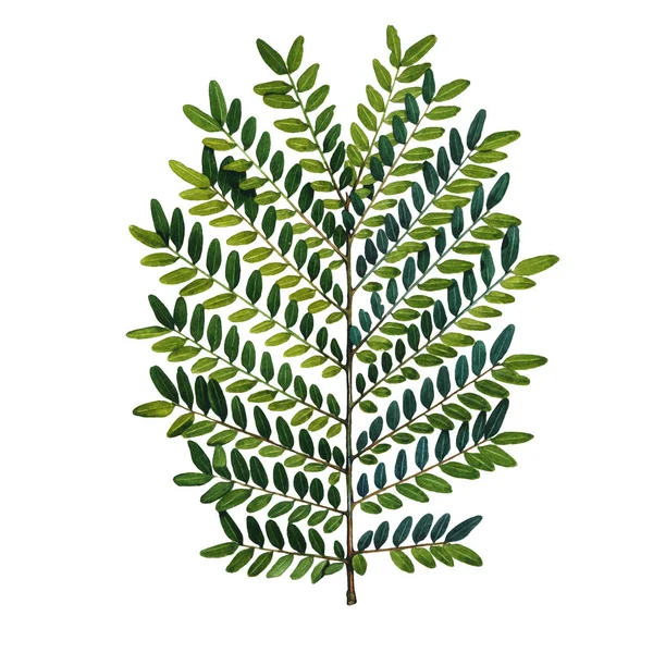 Wildflower gröna blad i akvarell stil isolerade. — Stockfoto