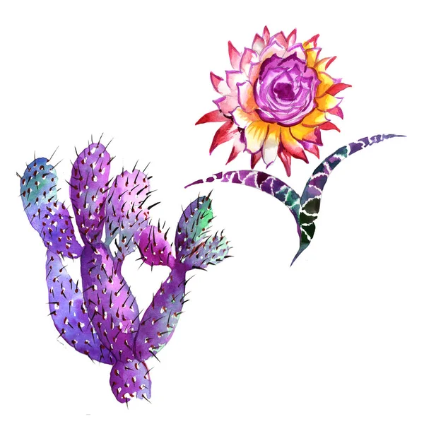 Wildflower Cactusbloem in een aquarel stijl geïsoleerd. — Stockfoto