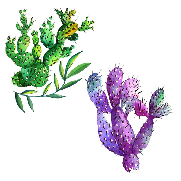 分離された水彩画の野生の花サボテンの花. — ストック写真