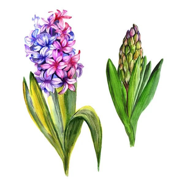 Kır çiçeği sümbül çiçek izole bir suluboya tarzında.