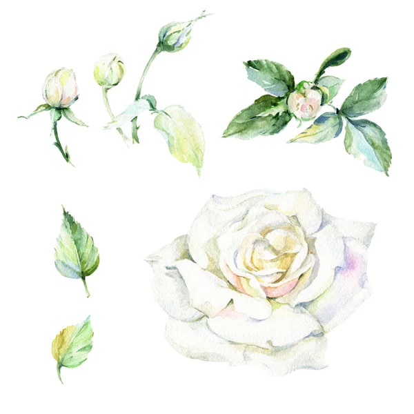 Wildflower rose flower in a watercolor style isolated. — Stock Photo, Image