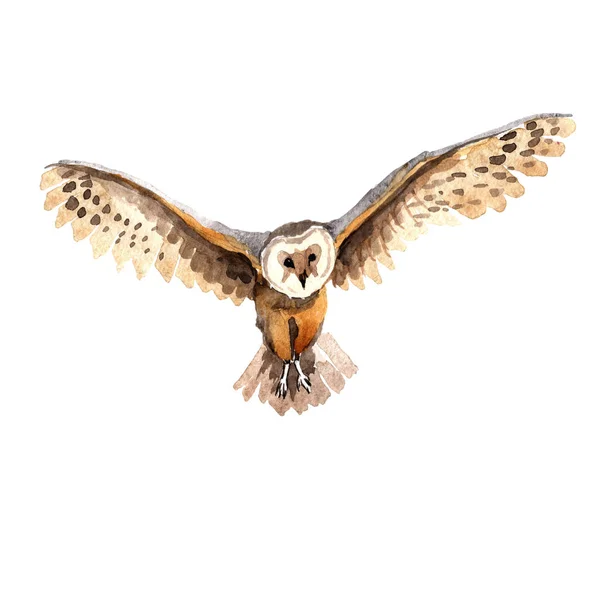 Sky bird owl in a wildlife by watercolor style isolated. — Stock Photo, Image